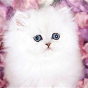 Meet your Posher, Tansy